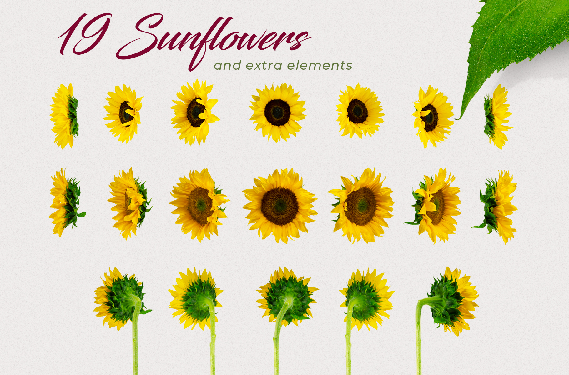 Download Мокап для продукта "Sunflowers Creator Pack product mockup" / Sunflowers Creator Pack product mockup - Мокап для продукта на тему графика sunflower creator pack flower wedding card invitation bouquet leaf knots sunflowers mockup floral flowers sunset spring photoshop wildflower autumn photo