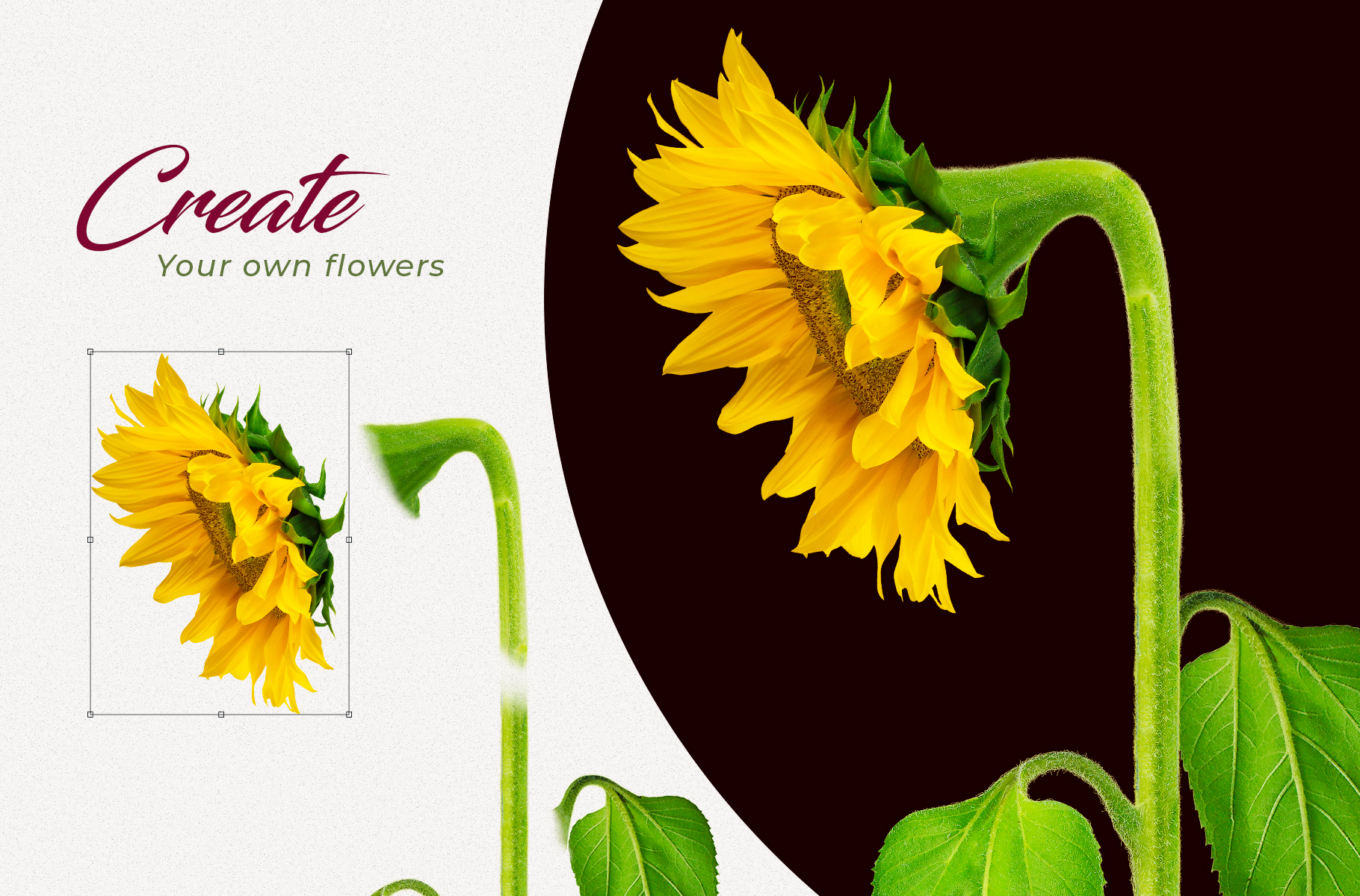 Download Мокап для продукта "Sunflowers Creator Pack product mockup" / Sunflowers Creator Pack product mockup - Мокап для продукта на тему графика sunflower creator pack flower wedding card invitation bouquet leaf knots sunflowers mockup floral flowers sunset spring photoshop wildflower autumn photo